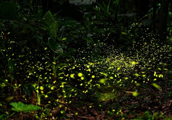 新北46處螢火蟲秘境大公開 　5月上旬迎最高峰