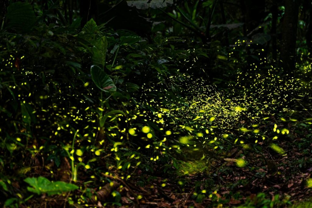 新北46處螢火蟲秘境大公開 　5月上旬迎最高峰