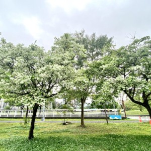 「四月雪」浪漫來襲！　中和四號公園、新店陽光運動公園流蘇綻放