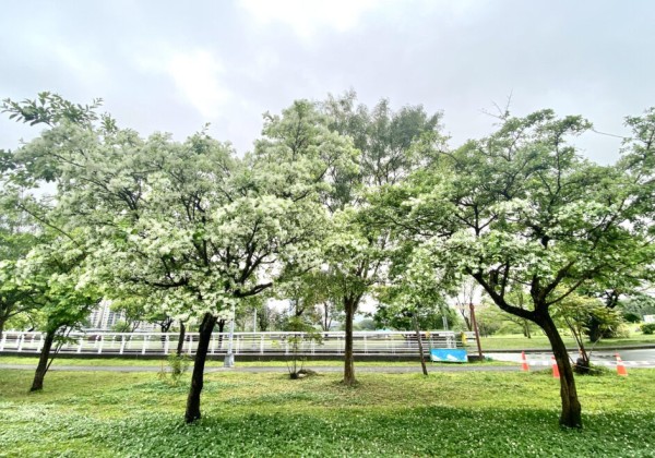 「四月雪」浪漫來襲！　中和四號公園、新店陽光運動公園流蘇綻放