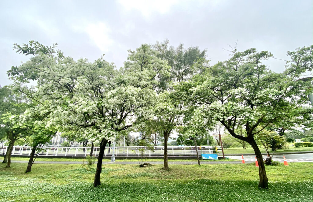 「四月雪」浪漫來襲! 中和四號公園、新店陽光運動公園流蘇綻放 「四月雪」浪漫來襲! 中和四號公園、新店陽光運動公園流蘇綻放