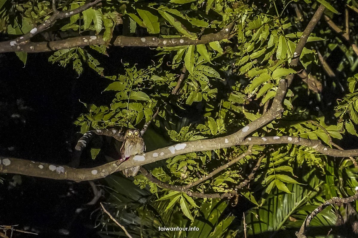 【蘭嶼三天兩夜懶人包】飛魚、地下屋、壯闊海景 all in one