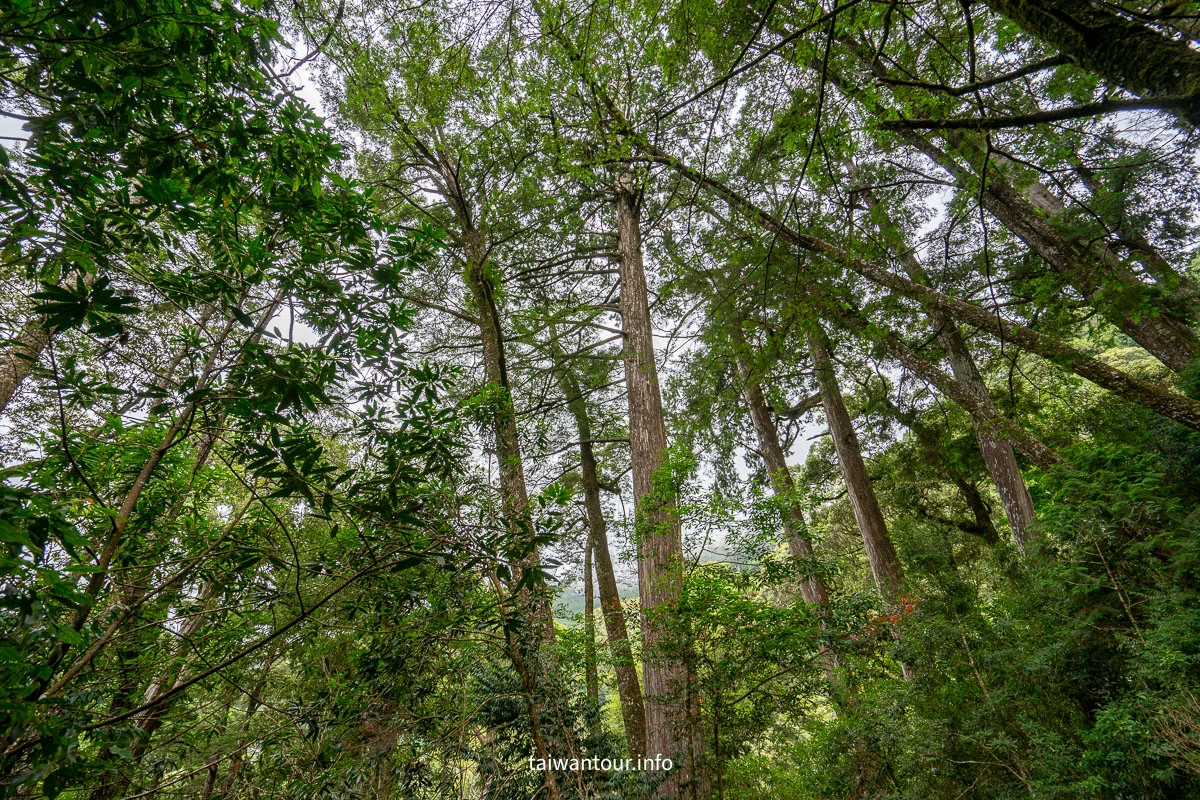【大雪山國家森林遊樂區】台中景點神木.雲海.觀星.賞鳥全包！台灣好行889大雪山線