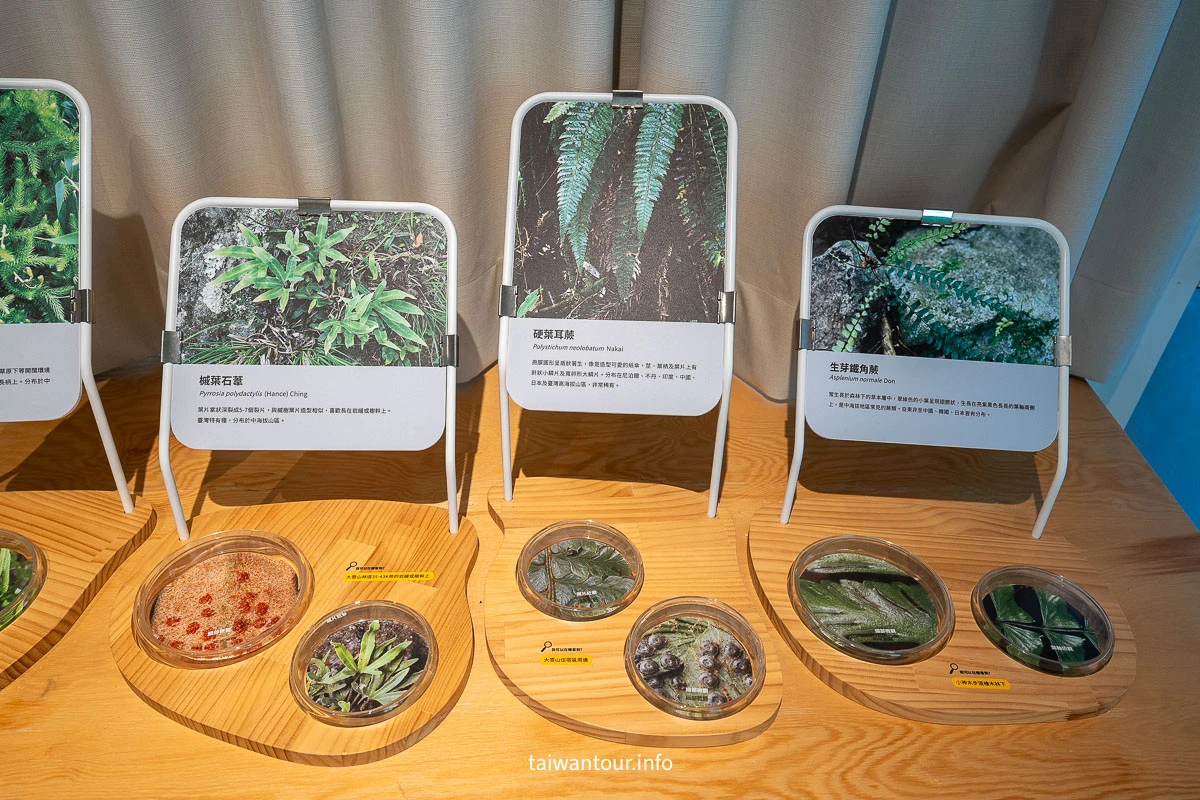【大雪山國家森林遊樂區】台中景點神木.雲海.觀星.賞鳥全包！台灣好行889大雪山線