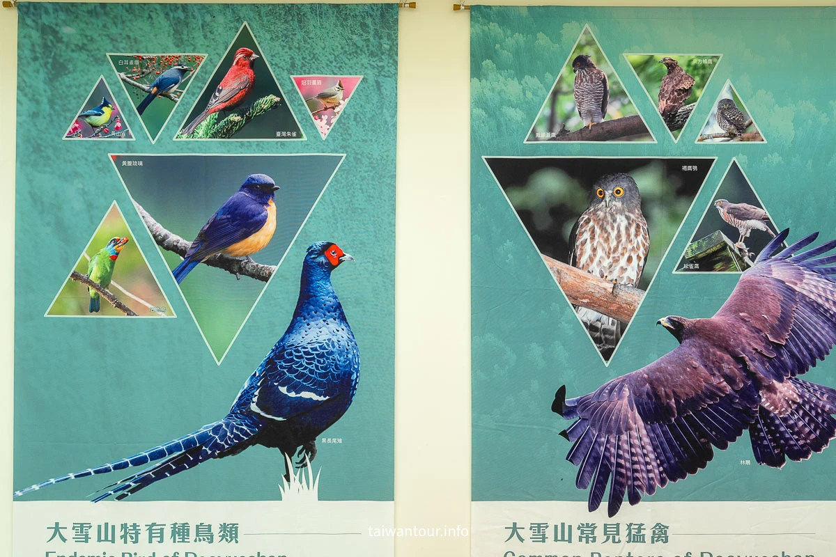 【大雪山國家森林遊樂區】台中景點神木.雲海.觀星.賞鳥全包!台灣好行889大雪山線 【大雪山國家森林遊樂區】台中景點神木.雲海.觀星.賞鳥全包!台灣好行889大雪山線