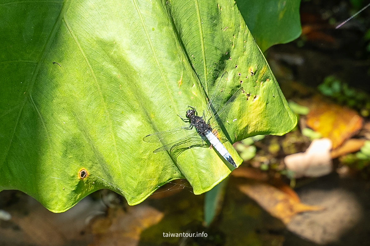 【 金瑞治水園區】內湖親子景點推薦.蜻蜓園區 【 金瑞治水園區】內湖親子景點推薦.蜻蜓園區