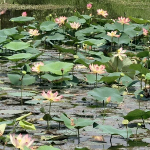 淨水與美景共舞　大漢溪板橋新海荷花提早見客