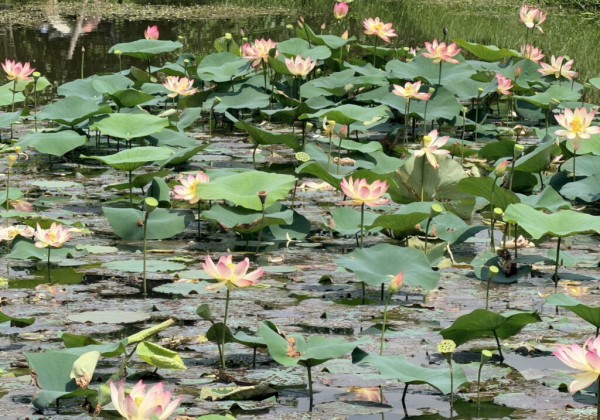 淨水與美景共舞　大漢溪板橋新海荷花提早見客