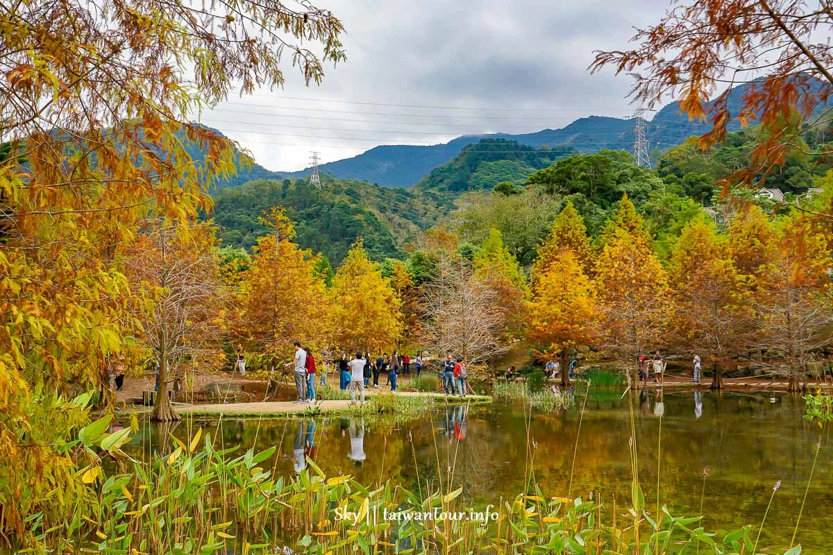 【雲水度假森林】苗栗南庄落羽松秘境季節.溫泉住宿景點.露營場地.門票