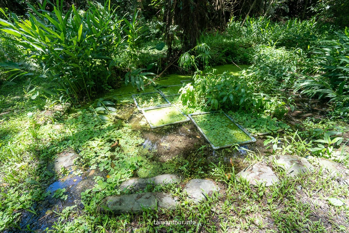 【永安玉龍泉步道】台東鹿野親子景點推薦 【永安玉龍泉步道】台東鹿野親子景點推薦