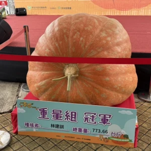 淡水全國南瓜大賽　773斤巨無霸稱霸全國　在地農友林建訓第九度獲得南瓜王