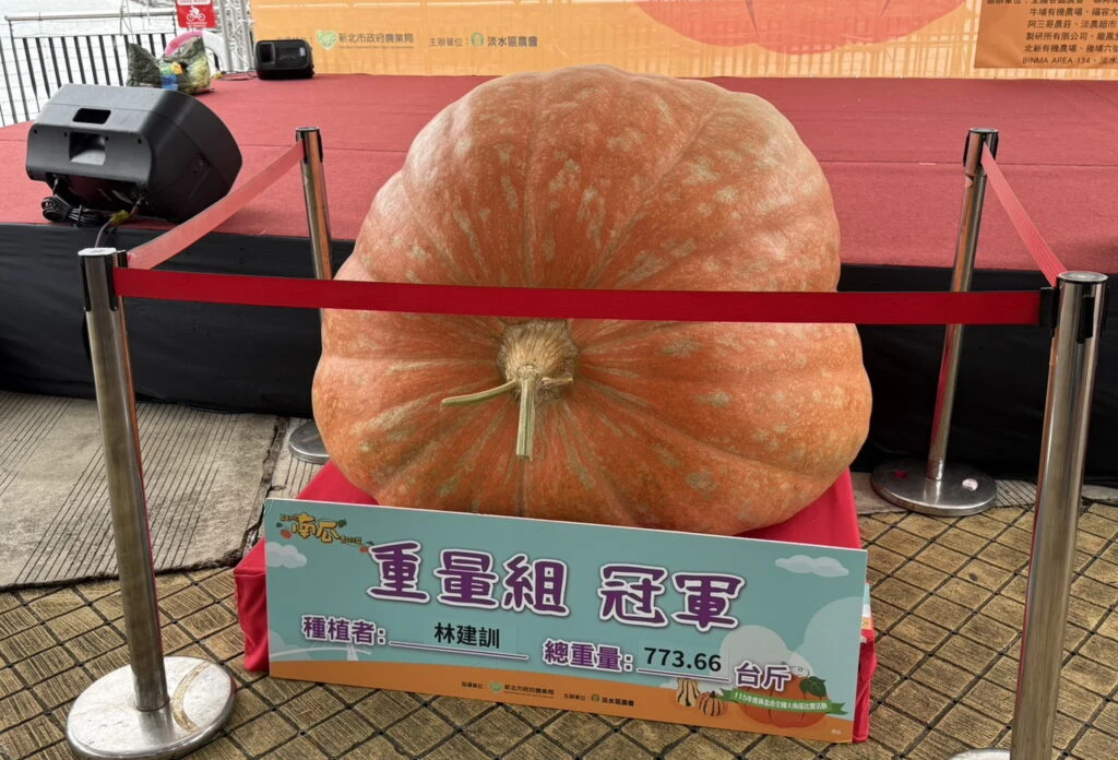 淡水全國南瓜大賽　773斤巨無霸稱霸全國　在地農友林建訓第九度獲得南瓜王