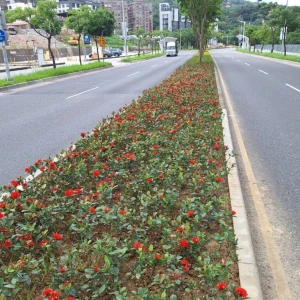 三鶯文創新亮點 　景觀處打造館前路綠色廊道