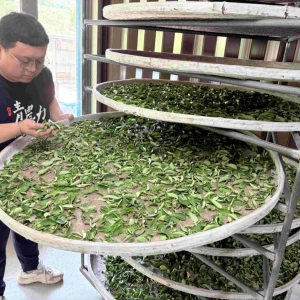 暑假永續農遊正夯 　新北青農推低碳茶體驗護生態