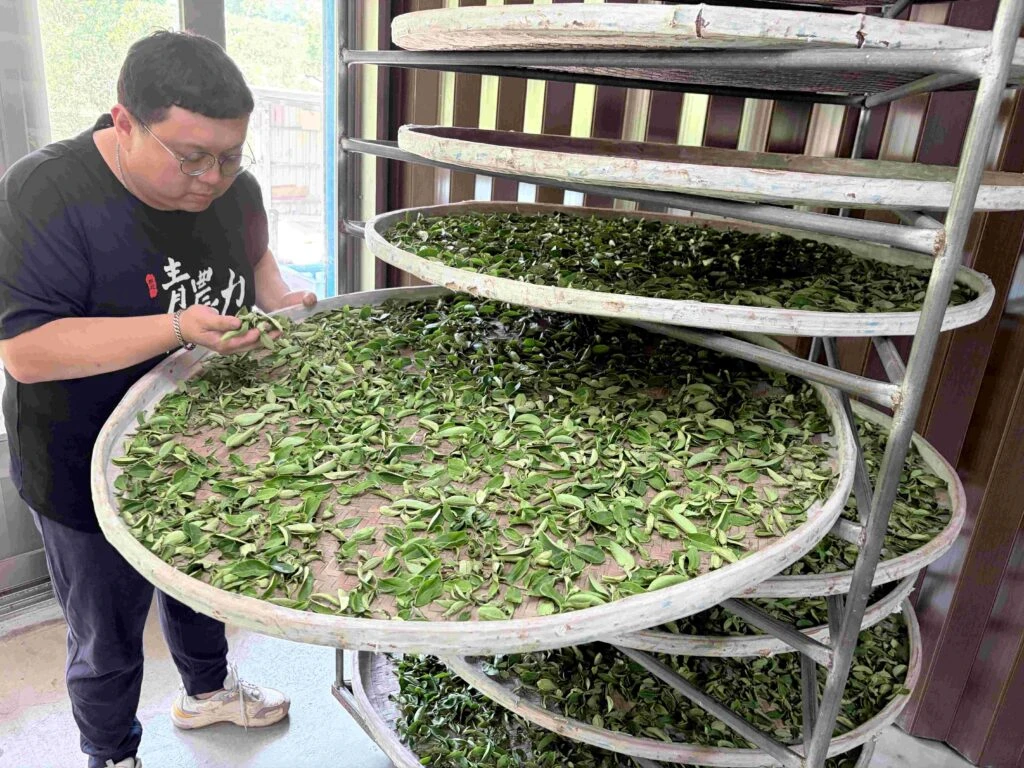 暑假永續農遊正夯 　新北青農推低碳茶體驗護生態
