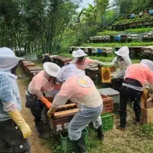 世界級純淨好蜜　新北平溪紫東「紅淡蜜」獲國際iTi大獎