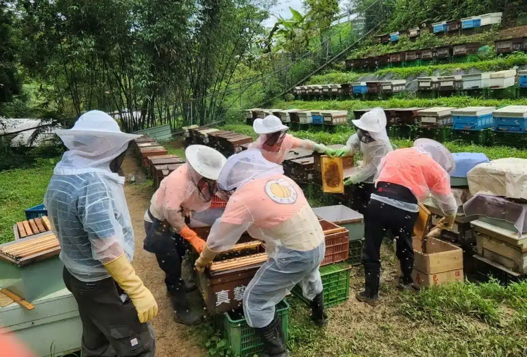 世界級純淨好蜜　新北平溪紫東「紅淡蜜」獲國際iTi大獎