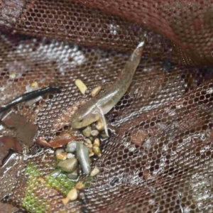 新北封溪護魚成果　北勢溪首度發現陽明山吻鰕虎　解開30年溪流生態謎團