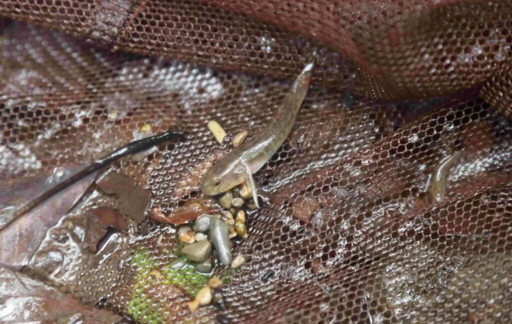 新北封溪護魚成果　北勢溪首度發現陽明山吻鰕虎　解開30年溪流生態謎團