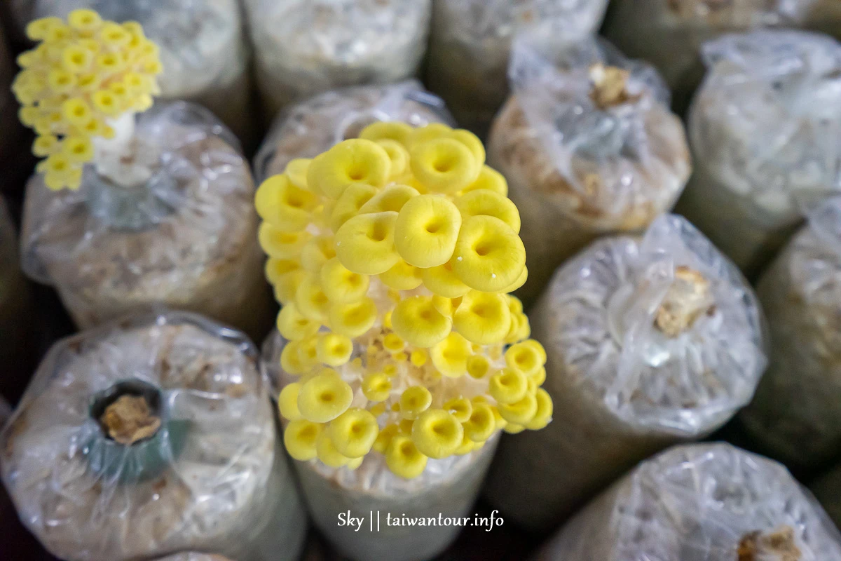【阿亮香菇園】台中新社採香菇.推薦親子景點.交通