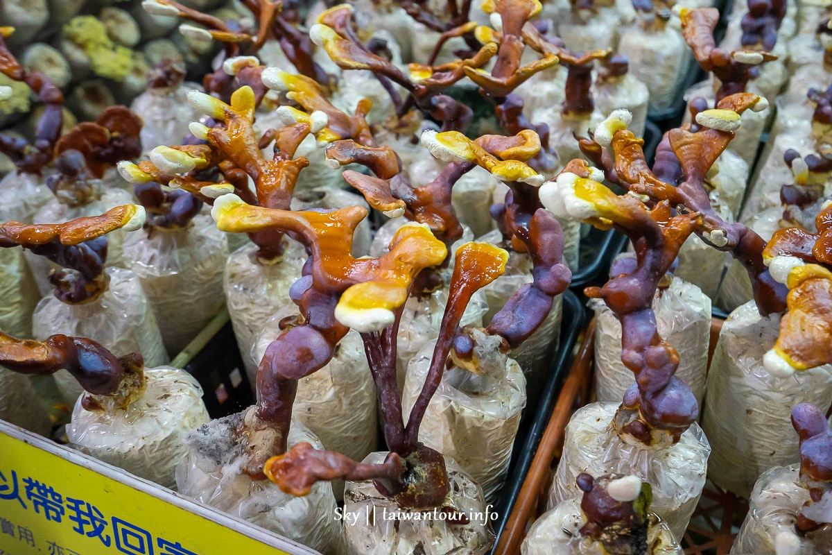【阿亮香菇園】台中新社採香菇.推薦親子景點.交通