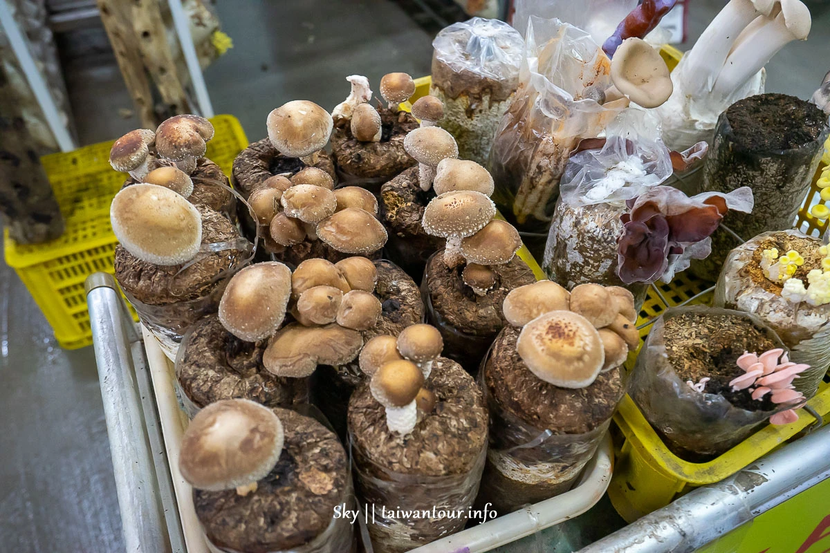 【阿亮香菇園】台中新社採香菇.推薦親子景點.交通