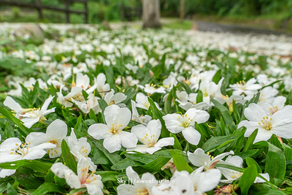 【大平紅橋步道】桃園親子玩水景點.油桐花.交通怎麼去.停車場 【大平紅橋步道】桃園親子玩水景點.油桐花.交通怎麼去.停車場
