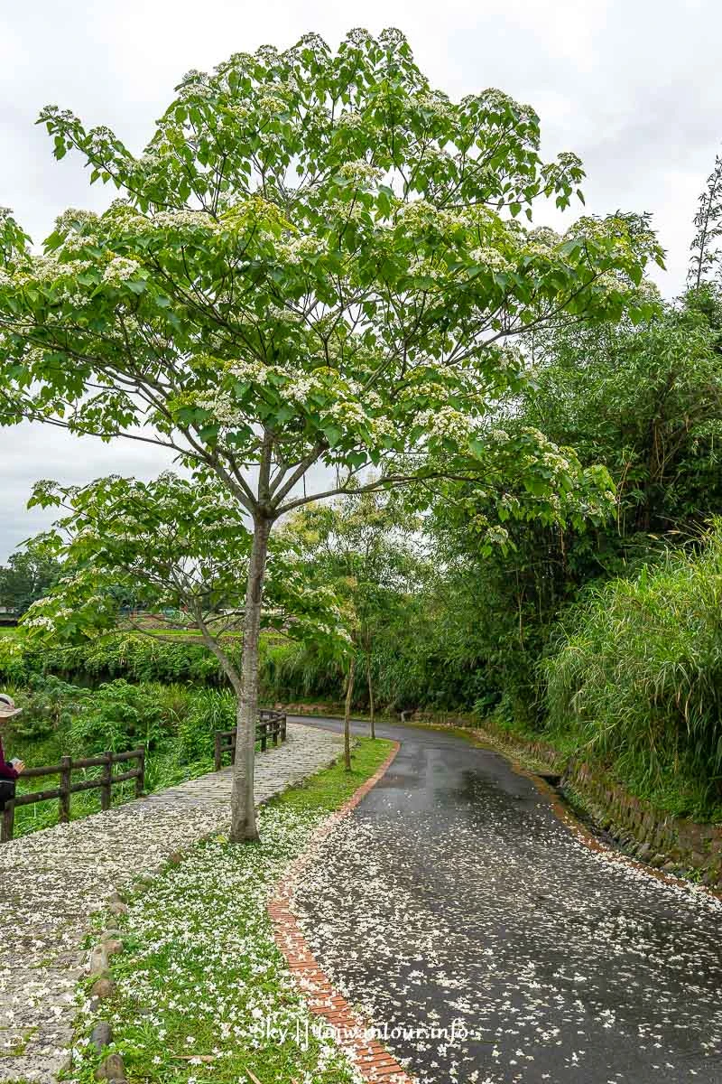 【大平紅橋步道】桃園親子玩水景點.油桐花.交通怎麼去.停車場 【大平紅橋步道】桃園親子玩水景點.油桐花.交通怎麼去.停車場