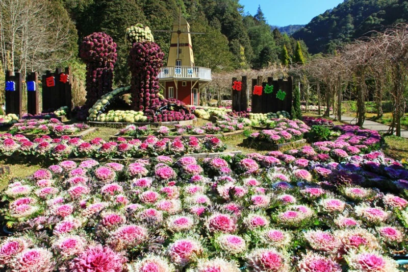 16. 杉林溪 葉牡丹900 600