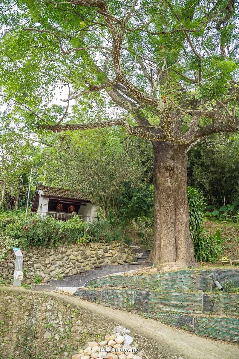【三連潭古圳道.大窩穿龍圳】苗栗大湖浪漫台三線網美秘境.親子步道