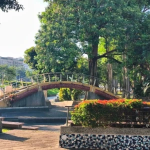 雞蛋花美得低調 　蘭興一號綠地收藏天母夏日風景