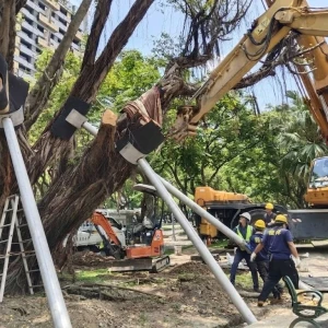 北市府搶救老樹 　福林公園受保護樹木扶正站立