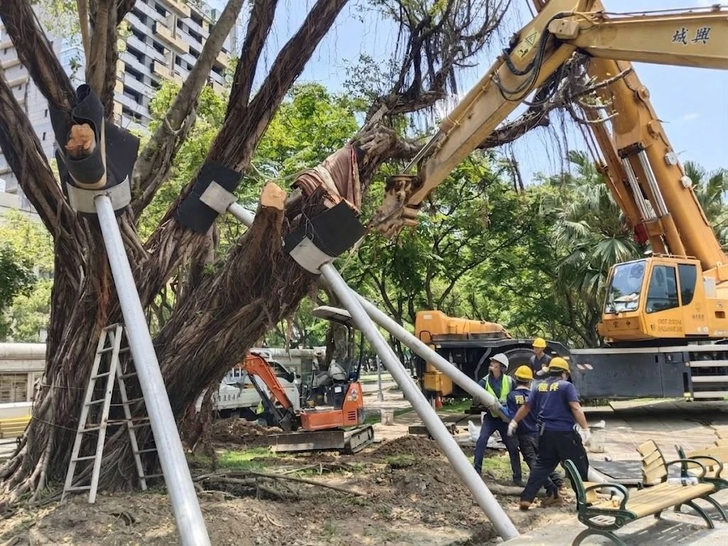 北市府搶救老樹 　福林公園受保護樹木扶正站立