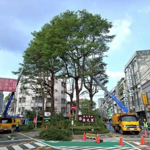 迎戰強颱巴威 　北市公園處示範路樹修剪 　兼顧防颱安全與綠蔭維護