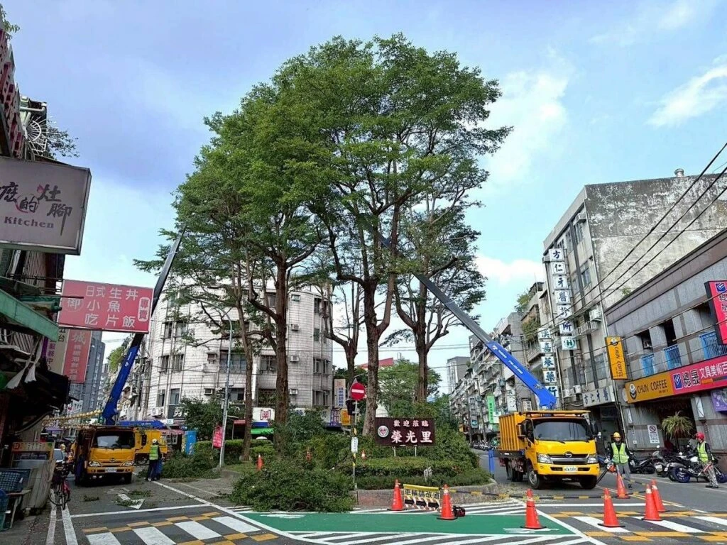 迎戰強颱巴威 　北市公園處示範路樹修剪 　兼顧防颱安全與綠蔭維護