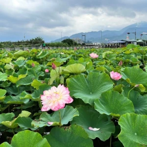 盛夏水水田莊蓮花開！　金山六三社區賞花趣 體驗北海岸夏季慢遊