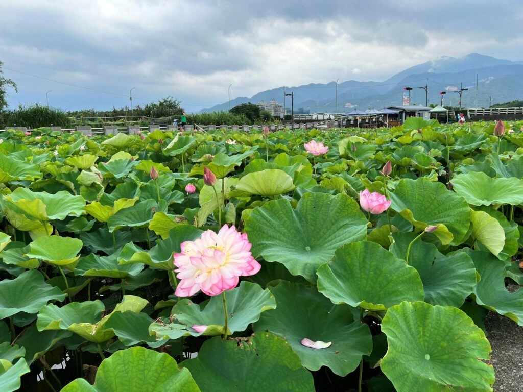 盛夏水水田莊蓮花開！　金山六三社區賞花趣 體驗北海岸夏季慢遊