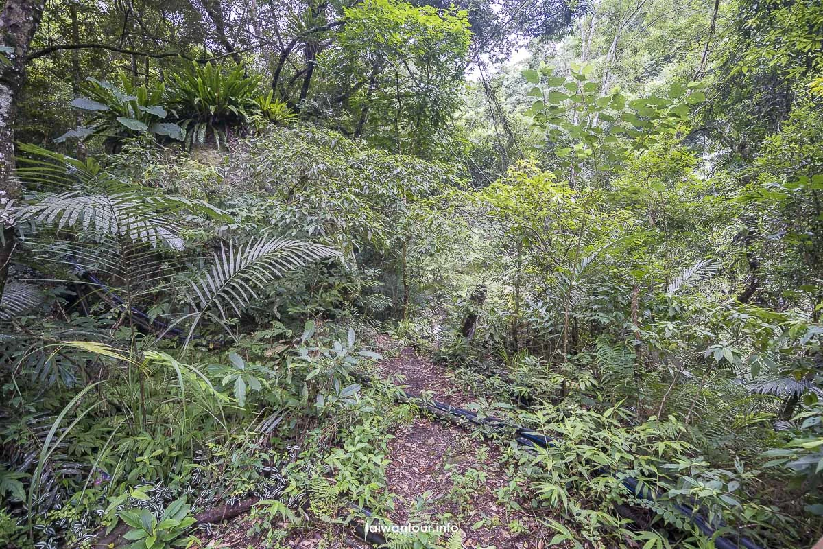 【冬瓜山步道.瀑布】苗栗泰安親子玩水秘境景點 【冬瓜山步道.瀑布】苗栗泰安親子玩水秘境景點