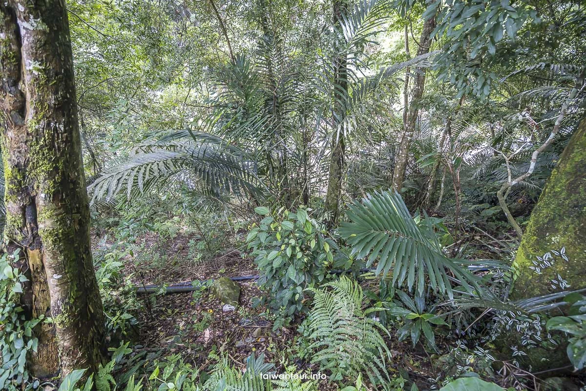 【冬瓜山步道.瀑布】苗栗泰安親子玩水秘境景點 【冬瓜山步道.瀑布】苗栗泰安親子玩水秘境景點