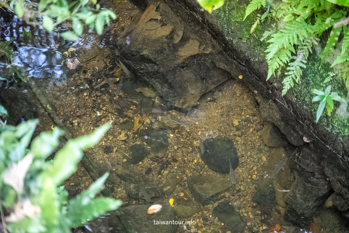 【富陽自然生態公園】台北森林系秘密基地完整指南 【富陽自然生態公園】台北森林系秘密基地完整指南