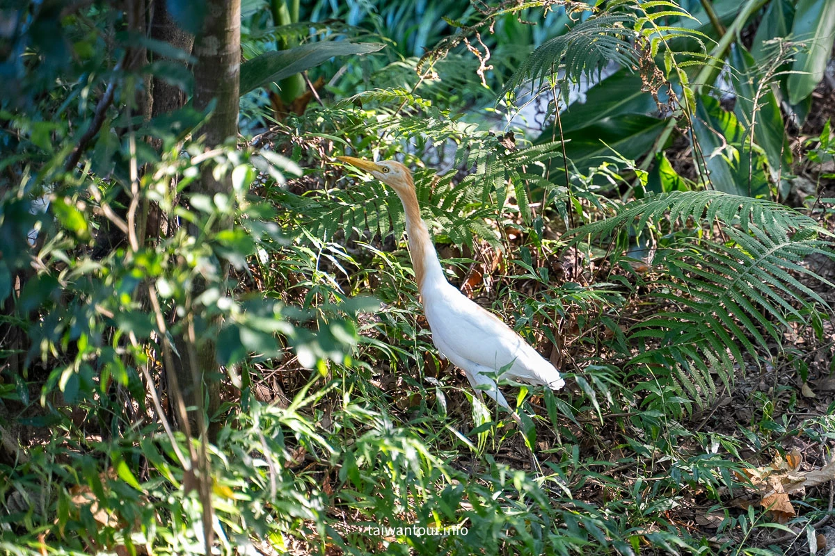 【富陽自然生態公園】台北森林系秘密基地完整指南 【富陽自然生態公園】台北森林系秘密基地完整指南
