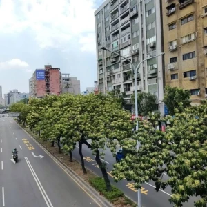 錫蘭橄欖預告秋將至 繁花染白和平東路二段