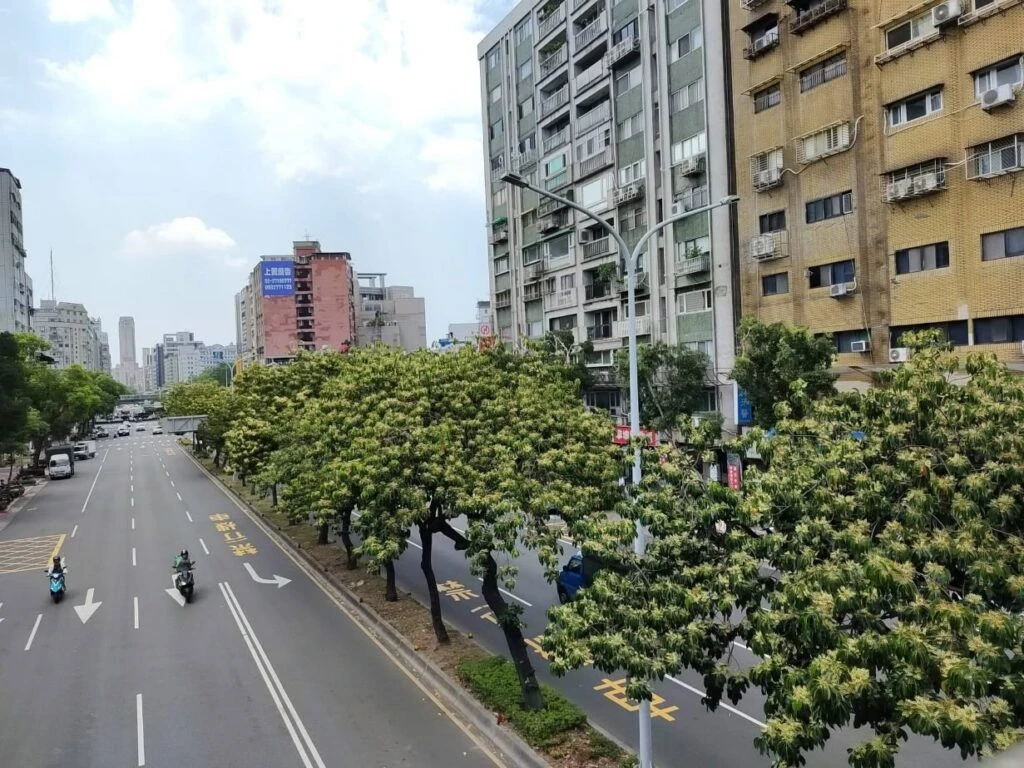 錫蘭橄欖預告秋將至 繁花染白和平東路二段