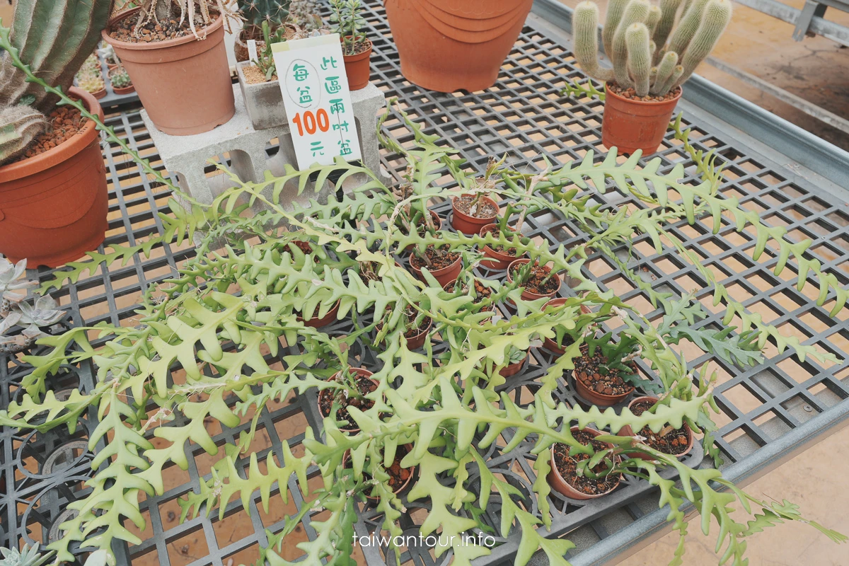 【福祥仙人掌多肉植物園】新埔親子半日遊怎麼玩 【福祥仙人掌多肉植物園】新埔親子半日遊怎麼玩