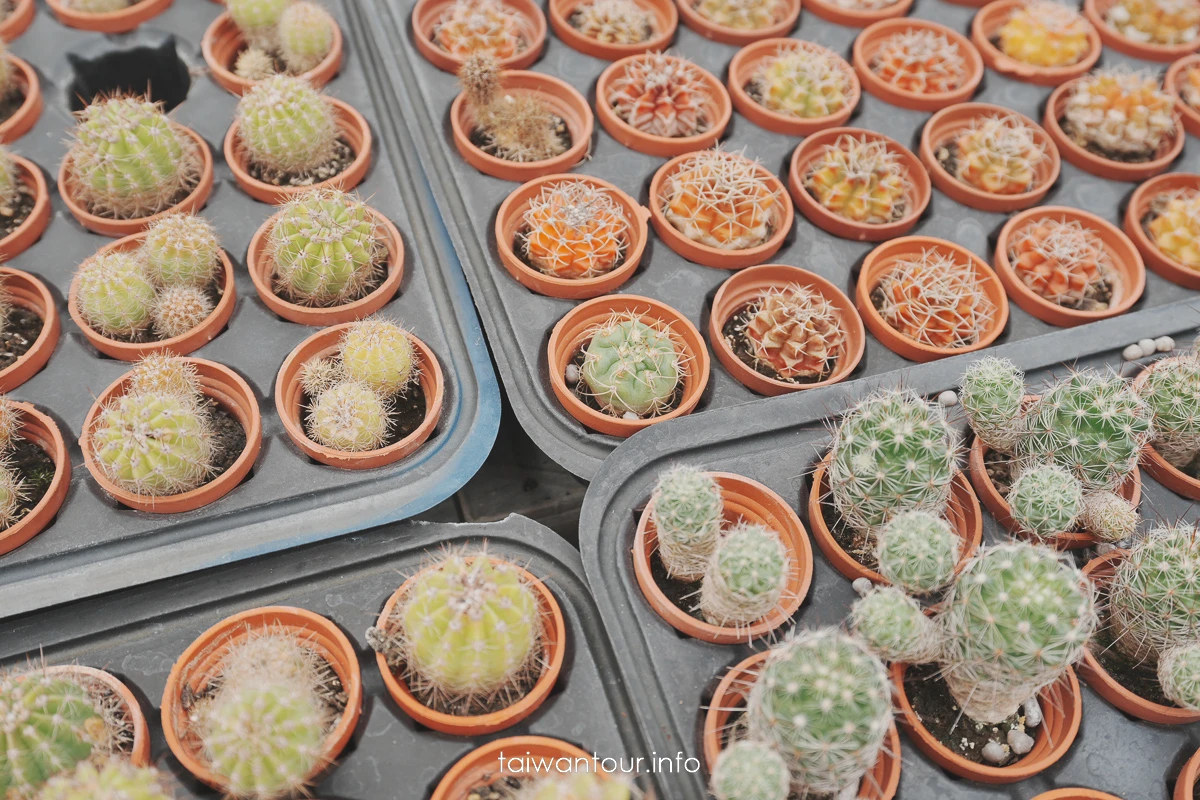 【福祥仙人掌多肉植物園】新埔親子半日遊怎麼玩 【福祥仙人掌多肉植物園】新埔親子半日遊怎麼玩