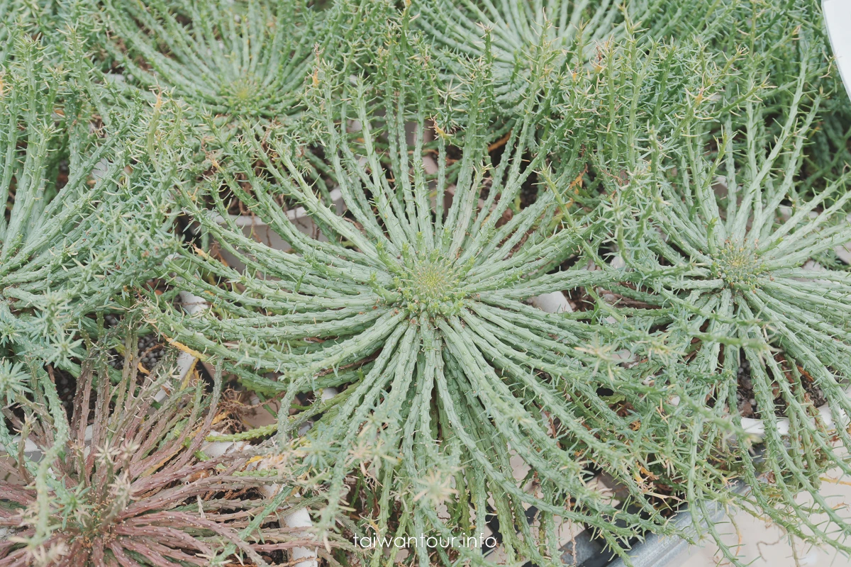 【福祥仙人掌多肉植物園】新埔親子半日遊怎麼玩 【福祥仙人掌多肉植物園】新埔親子半日遊怎麼玩