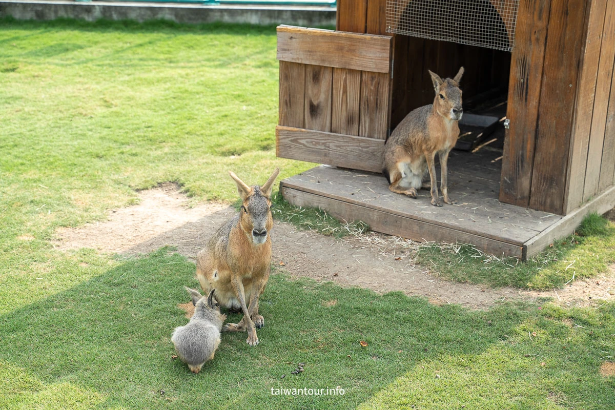 【九九峰動物樂園】南投草屯景點.巨型天網鳥籠.台版侏儸紀恐龍丘