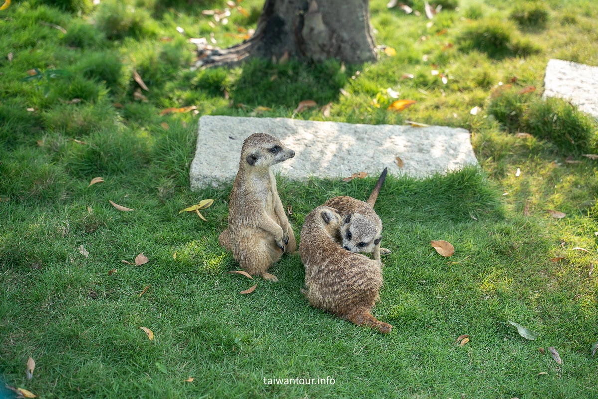 【九九峰動物樂園】南投草屯景點.巨型天網鳥籠.台版侏儸紀恐龍丘