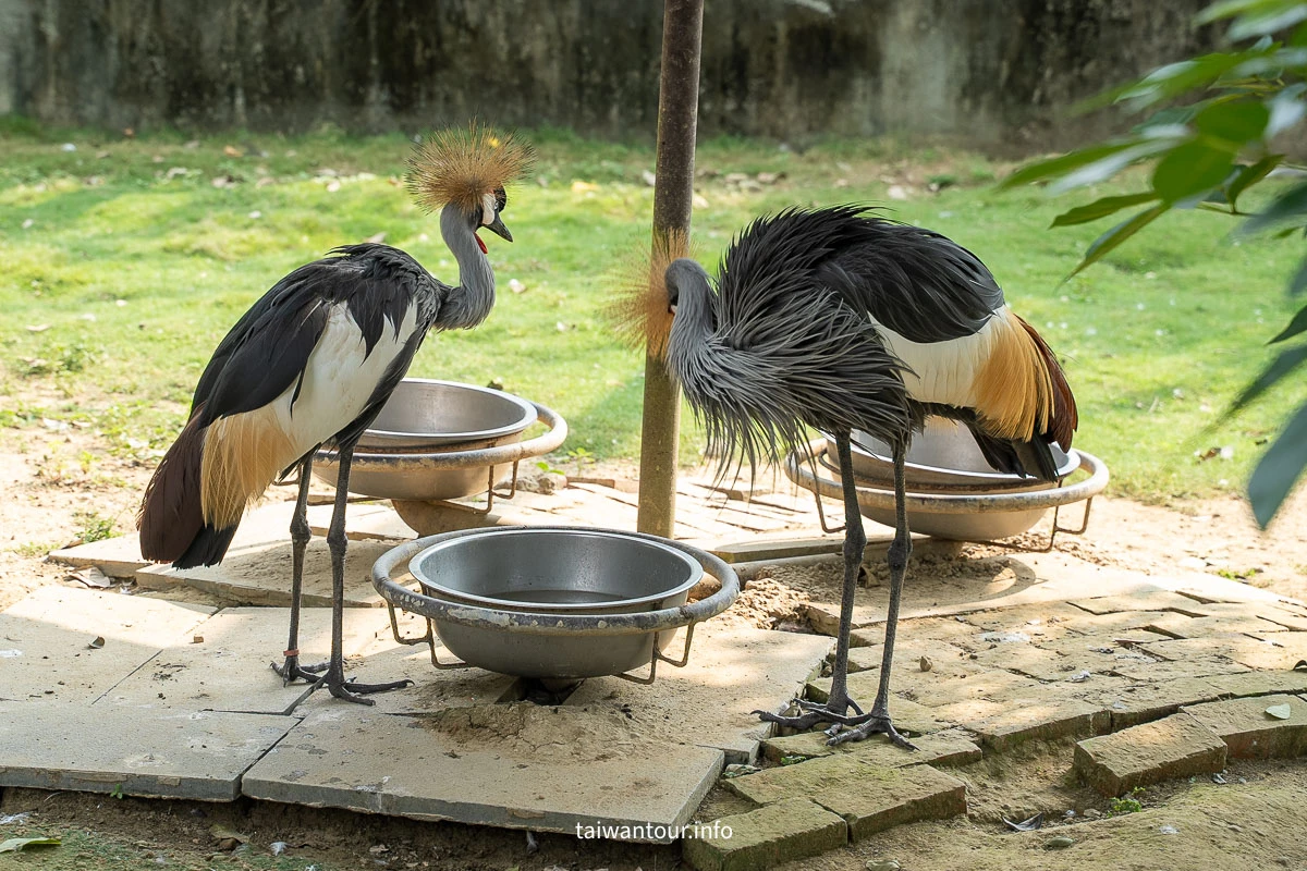 【九九峰動物樂園】南投草屯景點.巨型天網鳥籠.台版侏儸紀恐龍丘