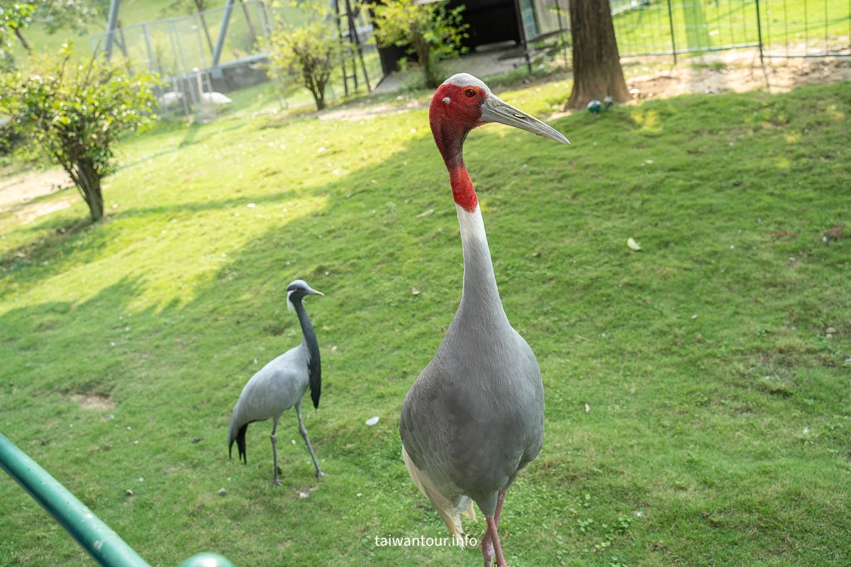 【九九峰動物樂園】南投草屯景點.巨型天網鳥籠.台版侏儸紀恐龍丘